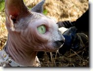 Sphynx