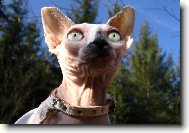 Sphynx \(cat\)