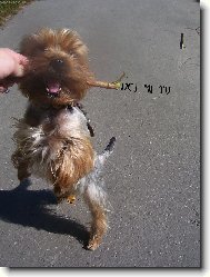 Yorkshire terrier (Dog standard)