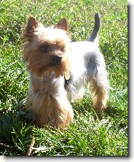 Yorkshire terrier (Dog standard)