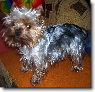 Yorkshire terrier (Dog standard)