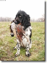 English Springer Spaniel