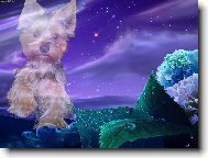 Yorkshire terrier (Dog standard)