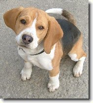 Beagle (Dog standard)