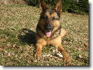 German shepherd dog (Dog standard)