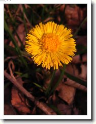 Tussilago farfara L