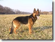 German shepherd dog \\\\\(Dog standard\\\\\)