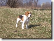 Beagle (Dog standard)