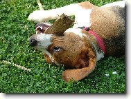 Beagle (Dog standard)