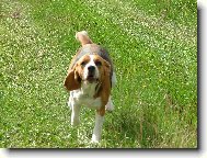 Beagle (Dog standard)