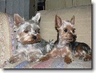 Yorkshire terrier (Dog standard)