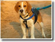 Beagle (Dog standard)