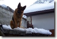 German shepherd dog \\\\\(Dog standard\\\\\)