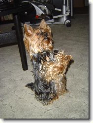 Yorkshire Terrier