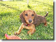 Dachshund (teckel) (Dog standard)