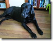 Labrador retriever (Dog standard)