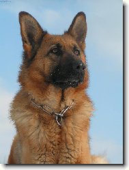 German shepherd dog \\\\\(Dog standard\\\\\)