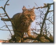 European Shorthair \\\\\\\\\\\\\\\\\\\\\\\\\\\\\\\\\\\\\\\\\\\\\\\\\\\\\\\\\\\\\\\\\\\\\\\\\\\\\\\\\\\\\\\\\\\\\\\\\\\\\\\\\\\\\\\\\\\\\\\\\\\\\\\\\\\\\\\\\\\\\\\\\\\\\\\\\\\\\\\\\\\\\\\\\\\\\\\\\\\\\\\\\\\\\\\\\\\\\\\\\\\\\\\\\\\\\\\\\\\\\\\\\\\\\\\\\\\\\\\\\\\\\\\\\\\\\\\\\\\\\\\\\\\\\\\\\\\\\\\\\\\\\\\\\\\\\\\\\\\\\\\\\\\\\\\\\\\\\\\\\\\\\\\\\\\\\\\\\\\\\\\\\\\\\\\\\\\\\\\\\\\\\\\\\\\\\\\\\\\\\\\\\\\\\\\\\\\\\\\\\\\\\\\\\\\\\\\\\\\\\\\\\\\\\\\\\\\\\\\\\\\\\\\\\\\\\\\\\\\\\\\\\\\\\\\\\\\\\\\\\\\\\\\\\\\\\\\\\\\\\\\\\\\\\\\\\\\\\\\\\\\\\\\\\\\\\\\\\\\\\\\\\\\\\\\\\\\\\\\\\\\\\\\\\\\\\\\\\\\\\\\\\\\\\\\\\\\\\\\\\\\\\\\\\\\\\\\\\\\\\\\\\\\\\\\\\\\\\\\\\\\\\\\\\\\\\\\\\\\\\\\\\\\\\\\\\\\\\\\\\\\\\\\\\\\\\\\\\\\\\\\\\\\\\\\\\\\\\\\\\\\\\\\\\\\\\\\\\\\\\\\\\\\\\\\\\\\\\\\\\\\\\\\\\\\\\\\\\\\\\\\\\\\\\\\\\\\\\\\\\\\\\\\\\\\\\\\\\\\\\\\\\\\\\\\\\\\\\\\\\\\\\\\\\\\\\\\\\\\\\\\\\\\\\\\\\\\\\\\\\\\\\\\\\\\\\\\\\\\\\\\\\\\\\\\\\\\\\\\\\\\\\\\\\\\\\\\\\\\\\\\\\\\\\\\\\\\\\\\\\\\\\\\\\\\\\\\\\\\\\\\\\\\\\\\\\\\\\\\\\\\\\\\\\\\\\\\\\\\\\\\\\\\\\\\\\\\\\\\\\\\\\\\\\\\\\\\\\\\\\\\\\\\\\\\\\\\\\\\\\\\\\\\\\\\\\\\\\\\\\\\\\\\\\\\\\\\\\\\\\\\\\\\\\\\\\\\\\\\\\\\\\\\\\\\\\\\\\\\\\\\\\\\\\\\\\\\\\\\\\\\\\\\\\\\\\\\\\\\\\\\\\\\\\\\\\\\\\\\\\\\\\\\\\\\\\\\\\\\\\\\\\\\\\\\\\\\\\\\\\\\\\\\\\\\\\\\\\\\\\\\\\\\\\\\\\\\\\\\\\\\\\\\\\\\\\\\\\\\\\\\\\\\\\\\\\\\\\\\\\\\\\\\\\\\\\\\\\\\\\\\\\(Cat\\\\\\\\\\\\\\\\\\\\\\\\\\\\\\\\\\\\\\\\\\\\\\\\\\\\\\\\\\\\\\\\\\\\\\\\\\\\\\\\\\\\\\\\\\\\\\\\\\\\\\\\\\\\\\\\\\\\\\\\\\\\\\\\\\\\\\\\\\\\\\\\\\\\\\\\\\\\\\\\\\\\\\\\\\\\\\\\\\\\\\\\\\\\\\\\\\\\\\\\\\\\\\\\\\\\\\\\\\\\\\\\\\\\\\\\\\\\\\\\\\\\\\\\\\\\\\\\\\\\\\\\\\\\\\\\\\\\\\\\\\\\\\\\\\\\\\\\\\\\\\\\\\\\\\\\\\\\\\\\\\\\\\\\\\\\\\\\\\\\\\\\\\\\\\\\\\\\\\\\\\\\\\\\\\\\\\\\\\\\\\\\\\\\\\\\\\\\\\\\\\\\\\\\\\\\\\\\\\\\\\\\\\\\\\\\\\\\\\\\\\\\\\\\\\\\\\\\\\\\\\\\\\\\\\\\\\\\\\\\\\\\\\\\\\\\\\\\\\\\\\\\\\\\\\\\\\\\\\\\\\\\\\\\\\\\\\\\\\\\\\\\\\\\\\\\\\\\\\\\\\\\\\\\\\\\\\\\\\\\\\\\\\\\\\\\\\\\\\\\\\\\\\\\\\\\\\\\\\\\\\\\\\\\\\\\\\\\\\\\\\\\\\\\\\\\\\\\\\\\\\\\\\\\\\\\\\\\\\\\\\\\\\\\\\\\\\\\\\\\\\\\\\\\\\\\\\\\\\\\\\\\\\\\\\\\\\\\\\\\\\\\\\\\\\\\\\\\\\\\\\\\\\\\\\\\\\\\\\\\\\\\\\\\\\\\\\\\\\\\\\\\\\\\\\\\\\\\\\\\\\\\\\\\\\\\\\\\\\\\\\\\\\\\\\\\\\\\\\\\\\\\\\\\\\\\\\\\\\\\\\\\\\\\\\\\\\\\\\\\\\\\\\\\\\\\\\\\\\\\\\\\\\\\\\\\\\\\\\\\\\\\\\\\\\\\\\\\\\\\\\\\\\\\\\\\\\\\\\\\\\\\\\\\\\\\\\\\\\\\\\\\\\\\\\\\\\\\\\\\\\\\\\\\\\\\\\\\\\\\\\\\\\\\\\\\\\\\\\\\\\\\\\\\\\\\\\\\\\\\\\\\\\\\\\\\\\\\\\\\\\\\\\\\\\\\\\\\\\\\\\\\\\\\\\\\\\\\\\\\\\\\\\\\\\\\\\\\\\\\\\\\\\\\\\\\\\\\\\\\\\\\\\\\\\\\\\\\\\\\\\\\\\\\\\\\\\\\\\\\\\\\\\\\\\\\\\\\\\\\\\\\\\\\\\\\\\\\\\\\\\\\\\\\\\\\\\\\\\\\\\\\\\\\\\\\\\\\\\\\\\\\\\\\\\\\\\\\\\\\\\\\\\\\\\\\\\\\\\\\\\\\\\\\\\\\\\\\\\\\\\\\\)