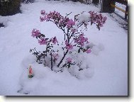 Rhododendron, Azalea