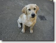 Labrador retriever (Dog standard)