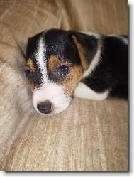 Jack russell terrier \\\\\(Dog standard\\\\\)