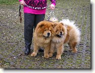 Chow chow \\\\\(Dog standard\\\\\)