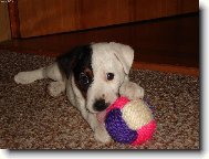 Parson russell terrier (Dog standard)