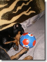 Zwergpinscher