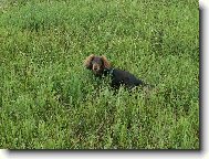 Dachshund (teckel) (Dog standard)