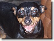 German Pinscher \(Dog standard\)