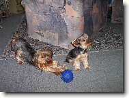 Yorkshire terrier (Dog standard)