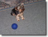 Yorkshire terrier (Dog standard)