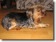 Yorkshire terrier (Dog standard)