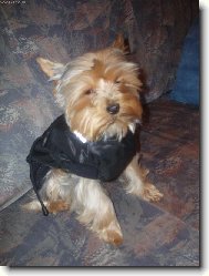 Yorkshire terrier (Dog standard)