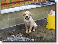 Labrador retriever (Dog standard)