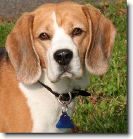 Beagle (Dog standard)