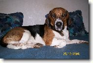 Beagle (Dog standard)