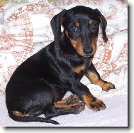 Dachshund (teckel) (Dog standard)