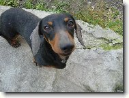 Dachshund (teckel) (Dog standard)