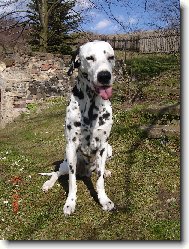 Dalmatinac, Dalmatian