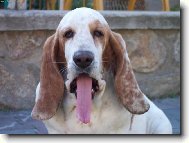 Basset hound (Dog standard)