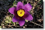 Pulsatilla vulgaris