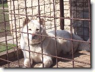 Japanese akita (Dog standard)