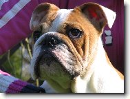 English Bulldog