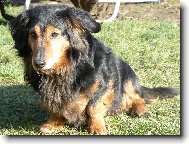 Dachshund (teckel) (Dog standard)