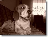 Beagle (Dog standard)