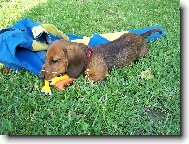 Dachshund (teckel) (Dog standard)