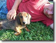 Dachshund (teckel) (Dog standard)