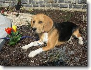 Beagle (Dog standard)