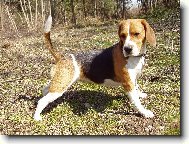 Beagle (Dog standard)